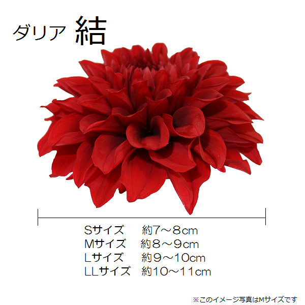 ダリア 結 Sサイズ 1輪 Maprok ダリア 結 Sサイズ 1輪 Maprok